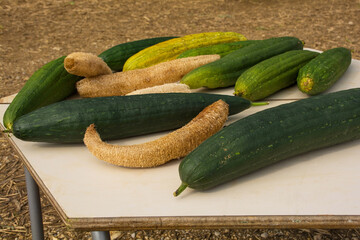 An early October display of luffas or loofahs in a pumpkin farm field in north east Italy
