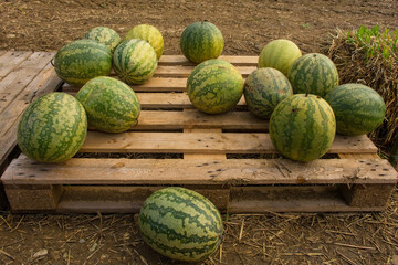 An early October display of zucca cedrina pumpkins in a pumpkin farm field in north east Italy
