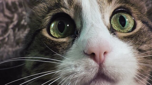Cat close-up. Cat emotion look. Home pet footage. The cat is looking at the camera.