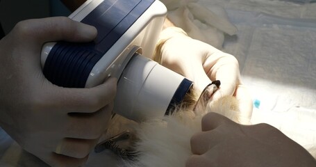 A radiologist fixes a small x-ray device with his hands to take a photograph of the root of a...