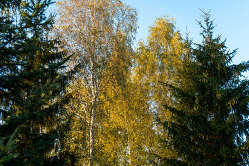 trees in the forest in autumn