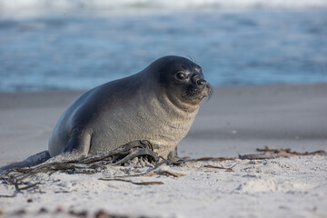seal on the beach