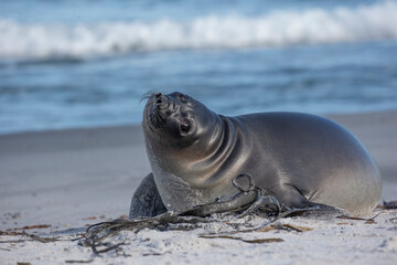 sea lion on the beach
