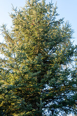 pine tree branches against blue sky