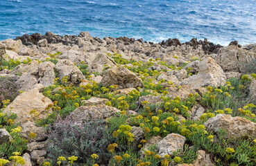 Cap d'Antibes