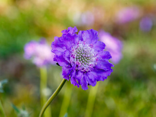  Blue Scabiosa caucasica sort Deep Blue in garden close up