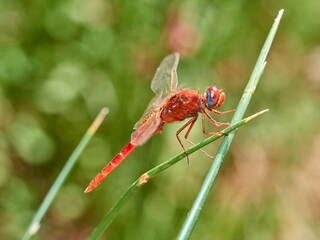 Scarlet darter dragonfly. Crocothemis erythraea     