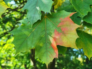 Maple leaf multicolor