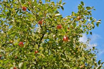 Branches of an apple tree with red apples against blue sky.