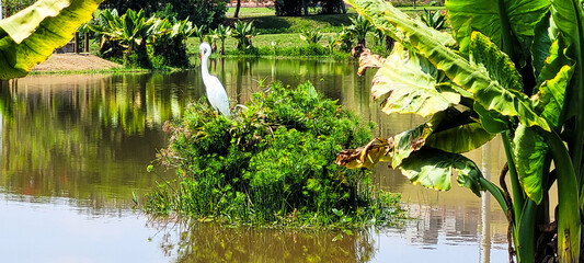 Fototapeta na wymiar white heron in tropical pond in park