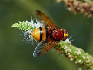 Hornet Mimic Hover Fly. Volucella zonaria.       
