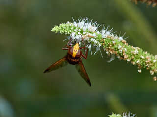 Hornet Mimic Hover Fly. Volucella zonaria.       