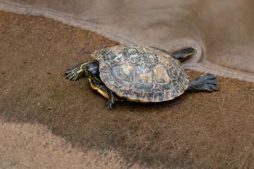 Photograph of a beautiful turtle.	
