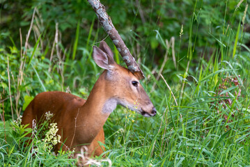A White-tailed Deer Scratching Its Head On A Dead Tree Branch