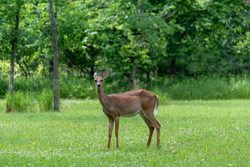 A White-tailed Deer In The Local Park