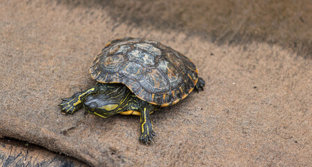 Photograph of a beautiful turtle.