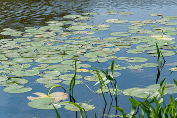 Water Lilies Growing On A Small Pond In June