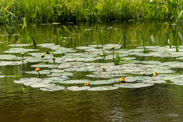 Obraz na płótnie Canvas Water Lilies Growing On A Small Pond In June
