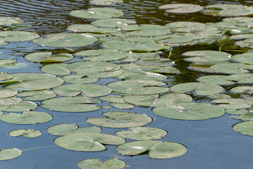Water Lilies Growing On A Small Pond In June