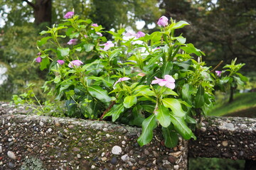 Kataranthus is a genus of annual or evergreen perennial herbaceous plants, shrubs of the Kutrovye...