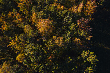 autumn forest - beautiful coloured trees seen from a bird's eye view