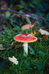 red toadstool - poisonous mushroom growing in the forest