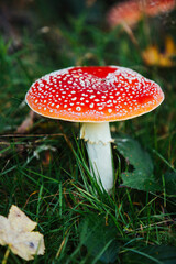 red toadstool - poisonous mushroom growing in the forest