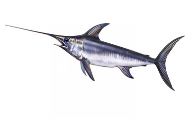 Swordfish, Xiphias gladius