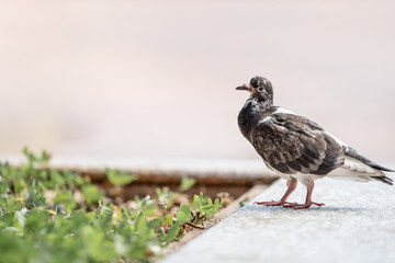 White with brown speckled South American feral pigeon