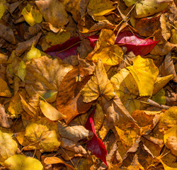 fallen yellow leaves for background.autumn background