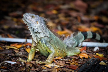 Fototapeta premium Wild iguana walking around in the wood in Key Largo, Florida (full body)
