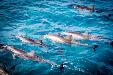 Pod of dolphins swimming in Hawaii near Kuana in blue water swimming next to boat.