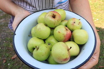 Woman farmer with freshly picked green apples in a blue enamel basin. The concept of agriculture and gardening. Autumn fresh harvest. Apple orchard. Apples for jam and pies. The gardener holds fruits