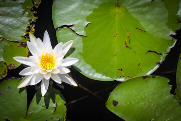 White and yellow waterlily blooming in the morning sun next to green lily pads on lake in Florida.