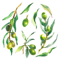 Obraz premium Watercolor set of olive branches, leaves and berries. Hand painted nature elements isolated on white background.
