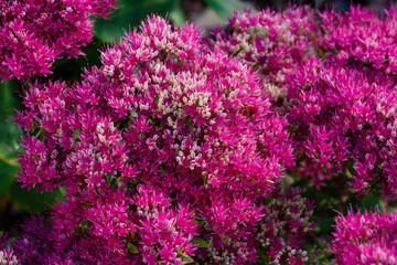 Hylotelephium spectabile (syn. Sedum spectabile) close up