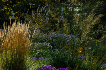 Decorative grasses and cereals in landscape design. Molinia arundinacea and Reed grass in autumn garden.
