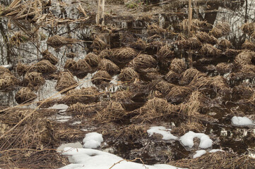 A swamp with dead last year's grass covered with meltwater and melting snow.