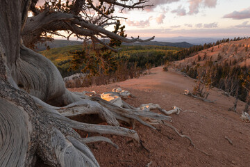 The trunk and roots of a gnarled bristlecone pine tree frame the hills covered with yellow and...