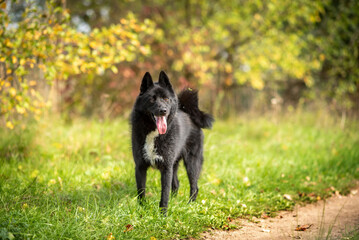 A young black dog of the breed Russian-European Laika stands in a clearing in the autumn forest. Selective focus. Hunting dogs.