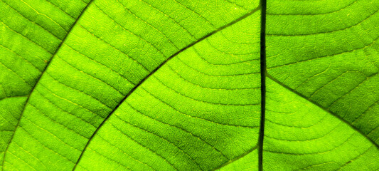 tropical green foliage with abstract lines