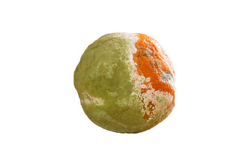 Moldy orange png. Rotten fruit.