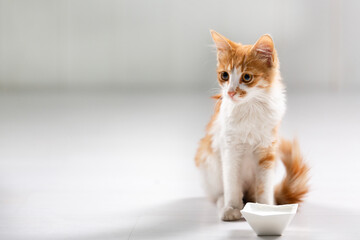 cute red kitten is hungry and eating