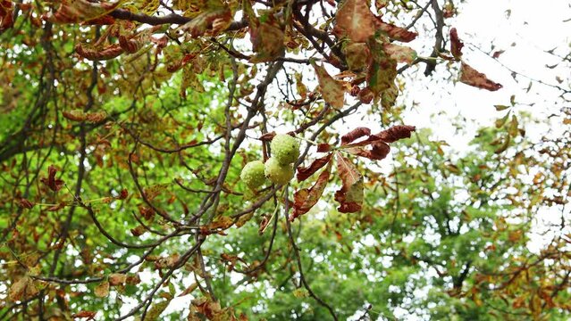 chestnuts on the tree in autumn 4k 30fps video