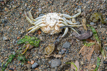 Dead crab on a beach.