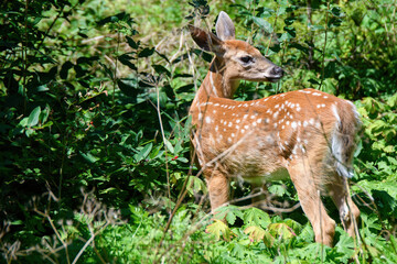Spotted fawn in bushes.