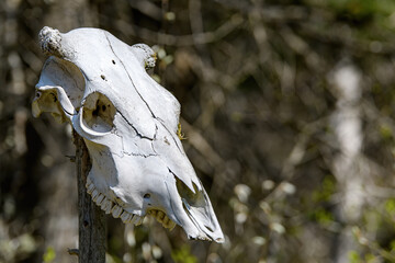 Old animal skull on pole.