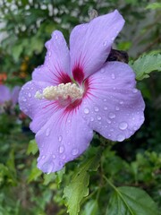 Fototapeta premium pink flower