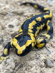 Salamander 