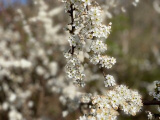 tree blossom